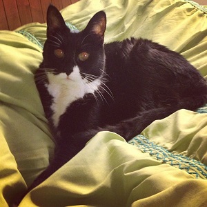Why Having Pets Makes Us More Human Image